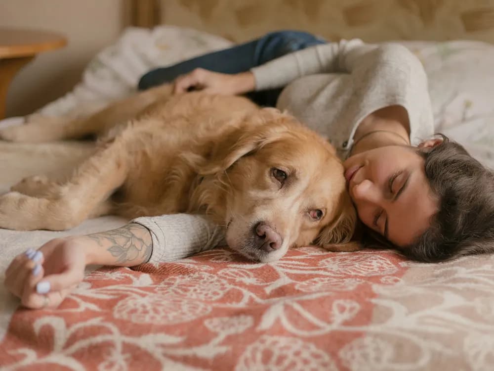 golden retriever and person cuddling