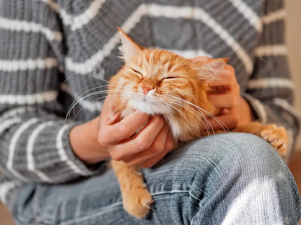 person petting cat in lap waiting