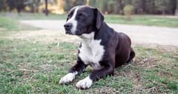 Is Your New Pet’s Stomach Acting Up? Here’s Why (and What to Do)