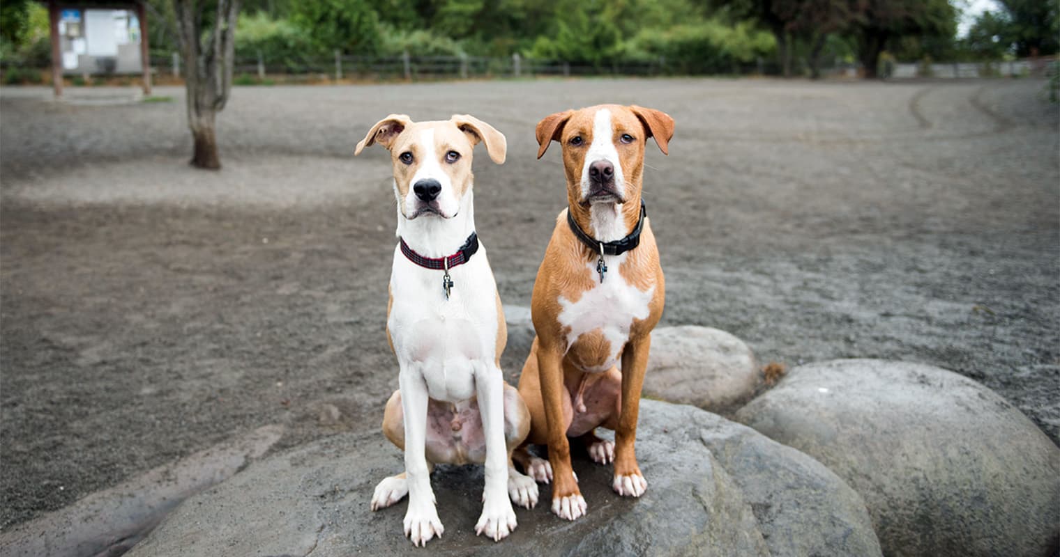 Does Ammonia Keep Dogs Away?