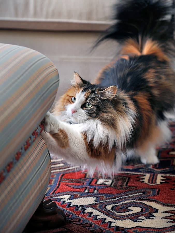 How to Stop Cats From Scratching Furniture