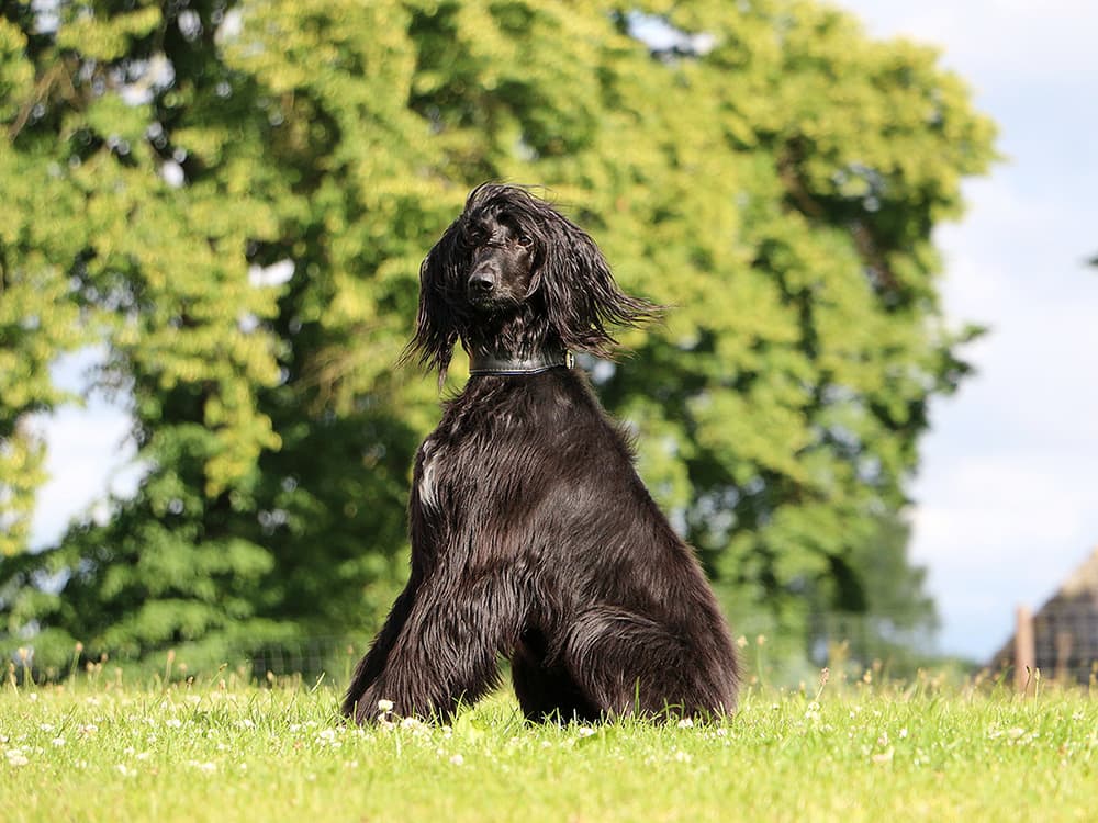 This Oil Is the Secret to Glossy Dog Hair