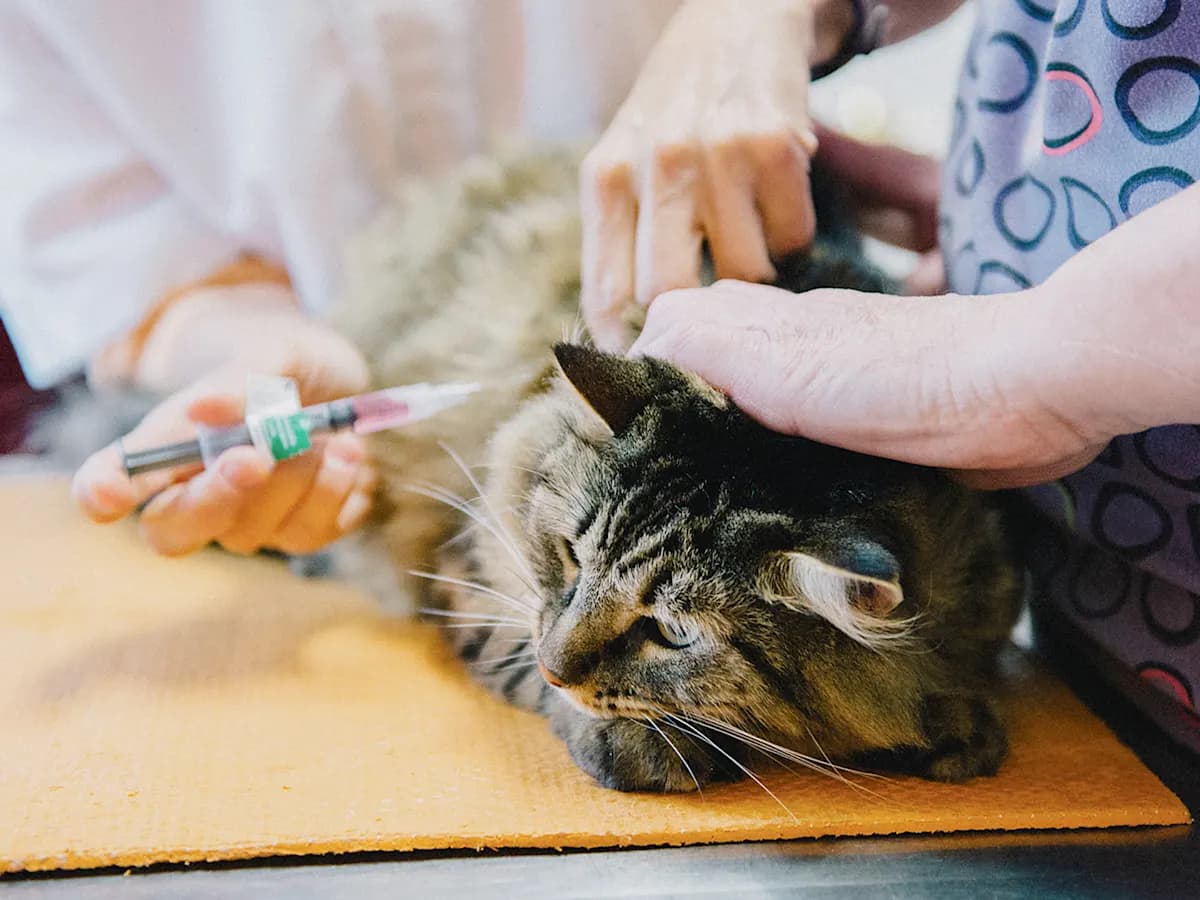 cat getting a immunization
