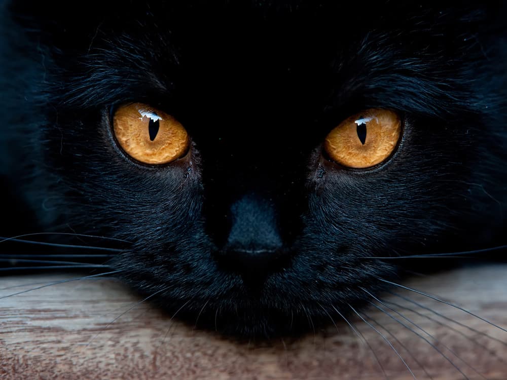 Why Do Cats’ Eyes Glow in the Dark?