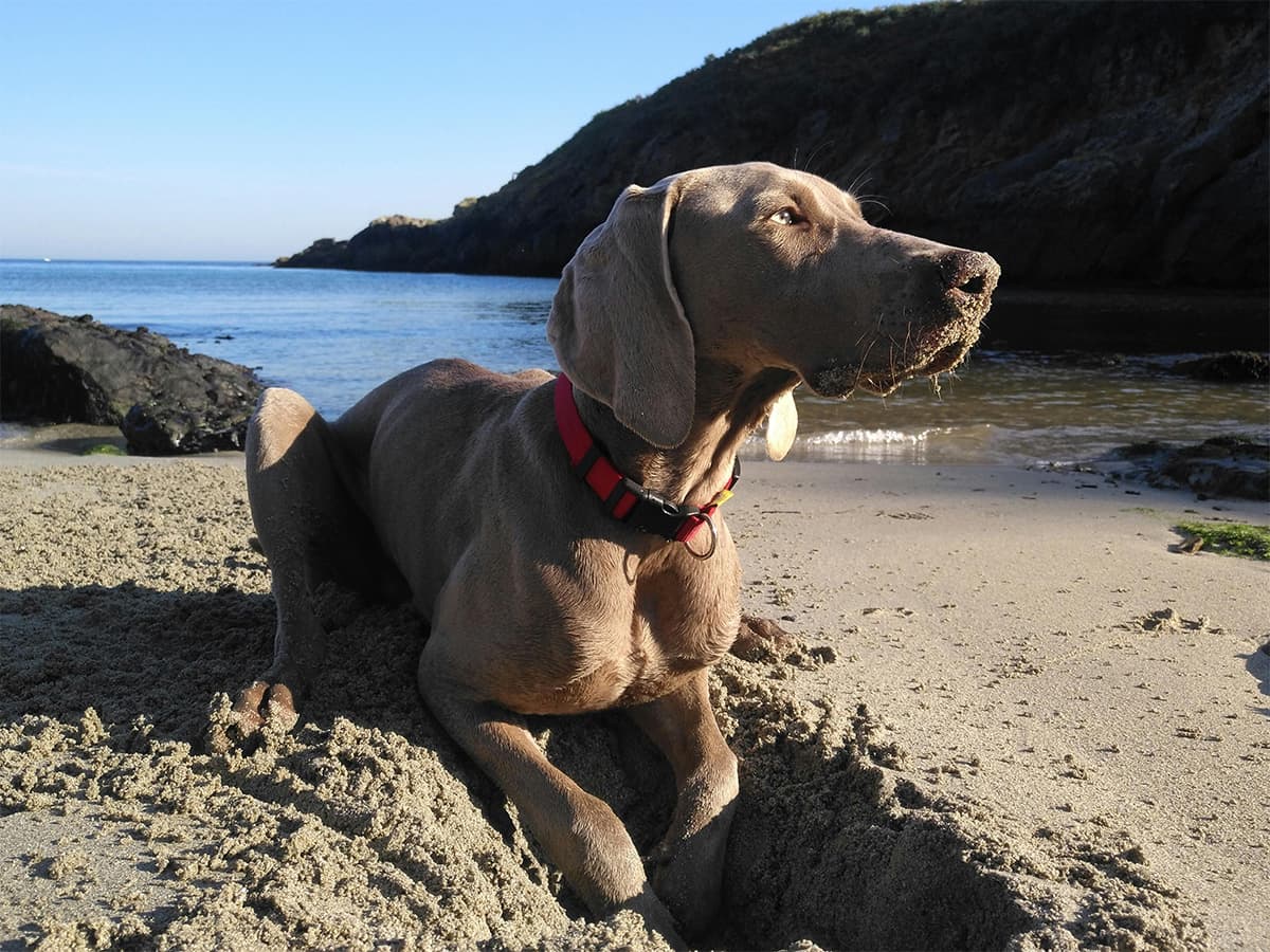 Weimariner on beach