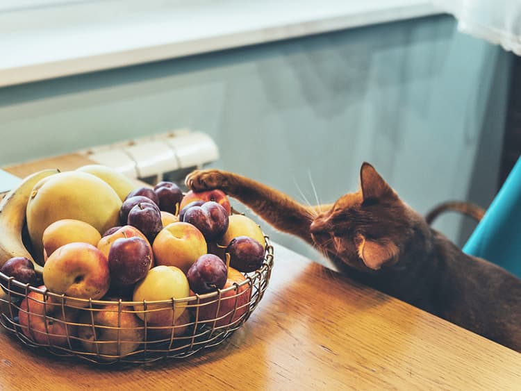 Why Are Cats Always Acting So Sneaky?