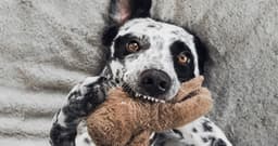 The 15 Cutest Mixed Dog Breeds