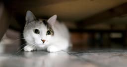 Why Is My New Cat Hiding?