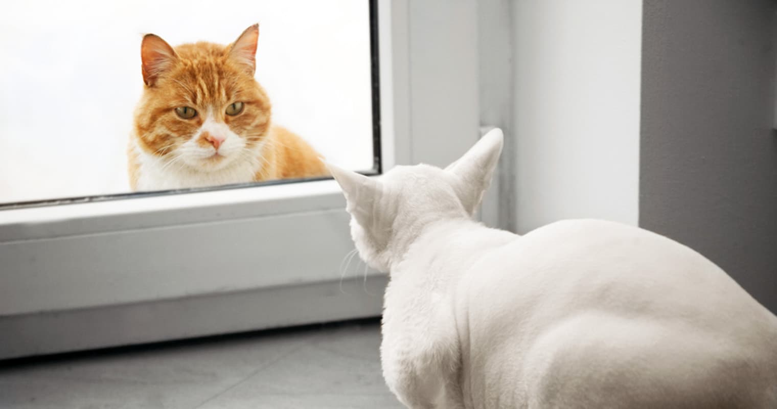 Indoor Cats vs. Outdoor Cats: The Risks and How to Keep Them Safe