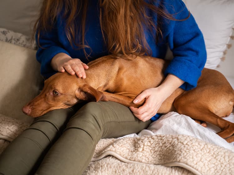 1 in 10 Dogs Will Get Kidney Disease. Here’s What to Do