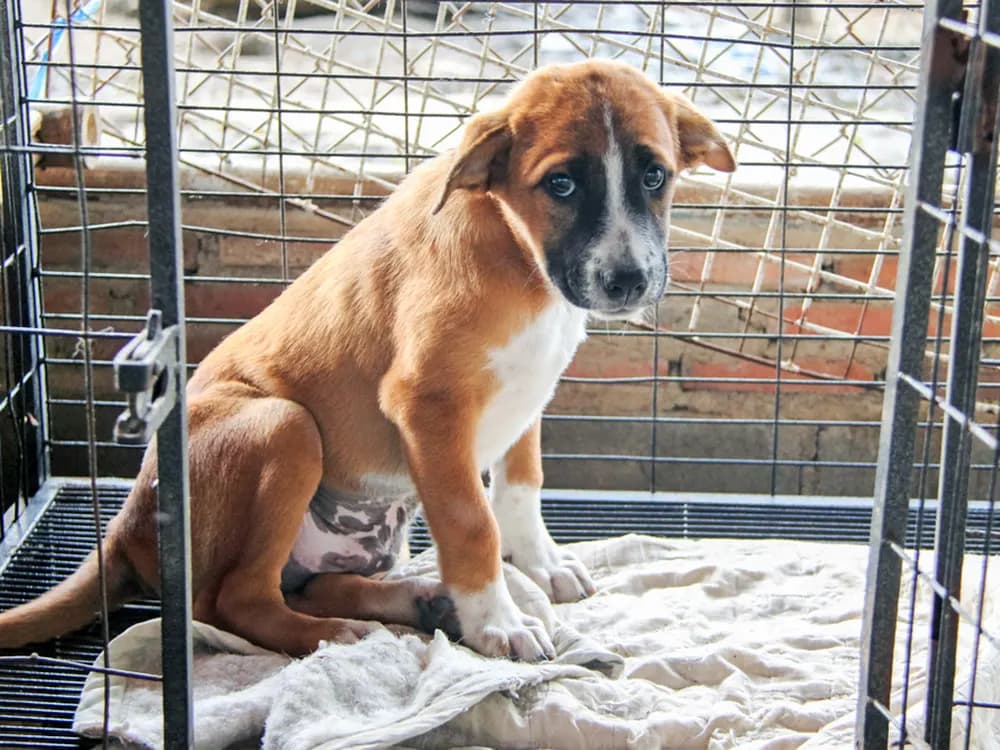 scared puppy dog