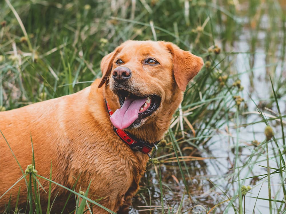 Water Hemlock Poisoning in Dogs