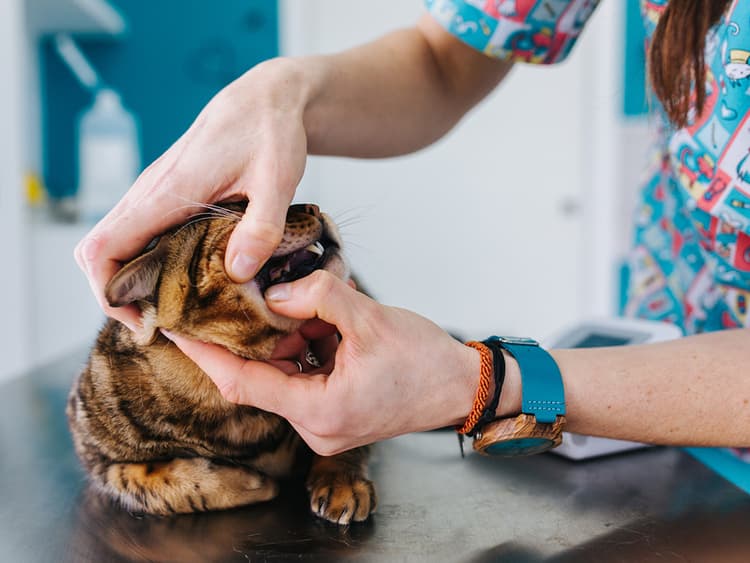 What You Need to Know About Cat Mouth Ulcers
