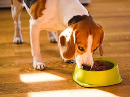 Supplements Are Going to the Dogs