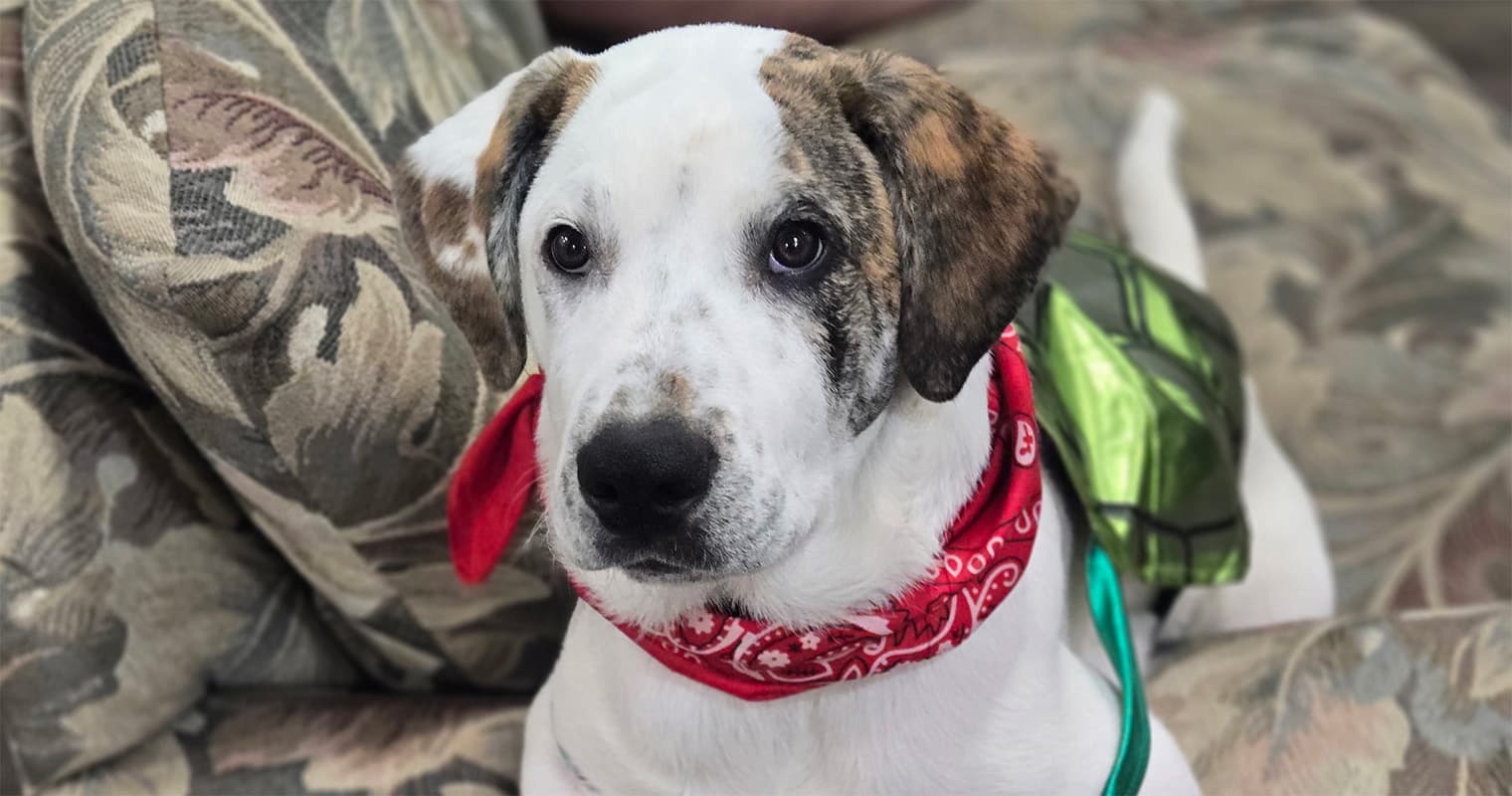 The Healing Power of Pet Adoption