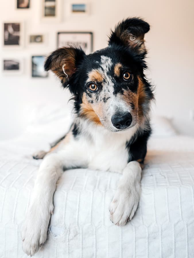Is Your Dog a Genius? A New Study Says It’s Possible