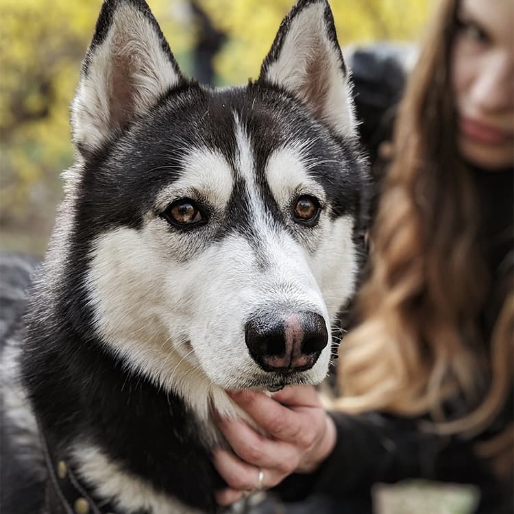The Debate on Canine Domestication