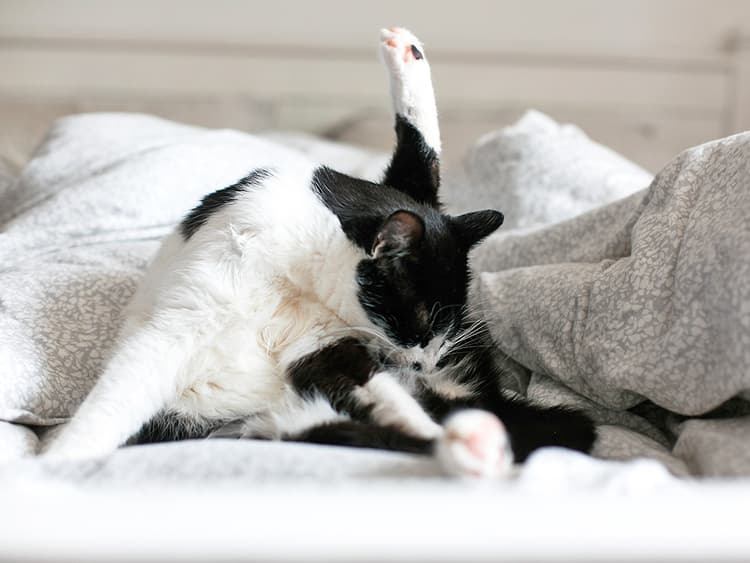Understanding Cat Anal Glands and Cat Anal Gland Discharge