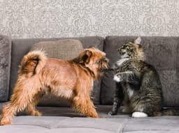 5 Ways You’re Low-Key Ruining Your Cat’s Life