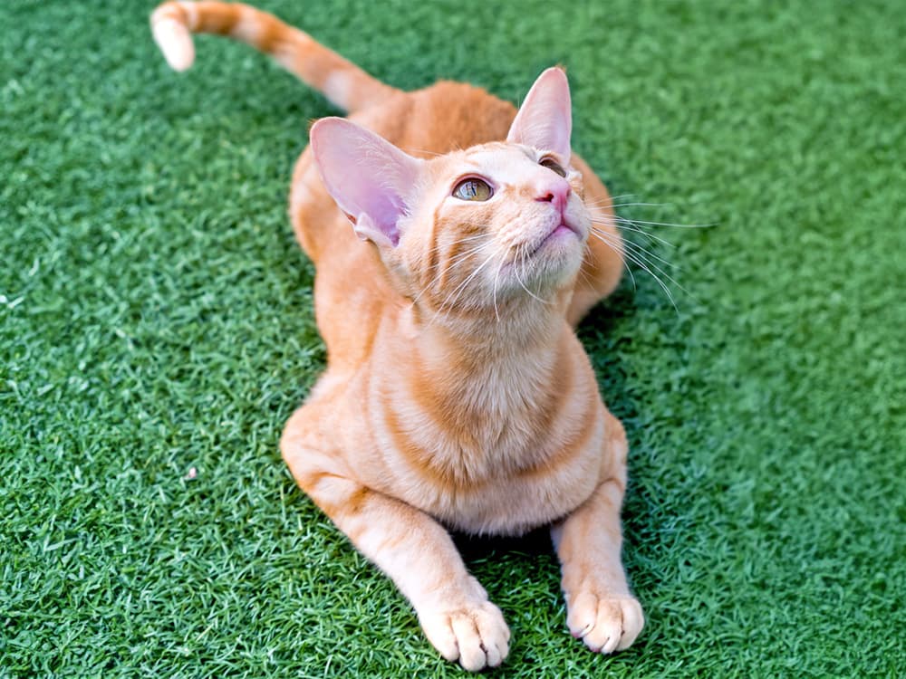 Oriental shorthair cat