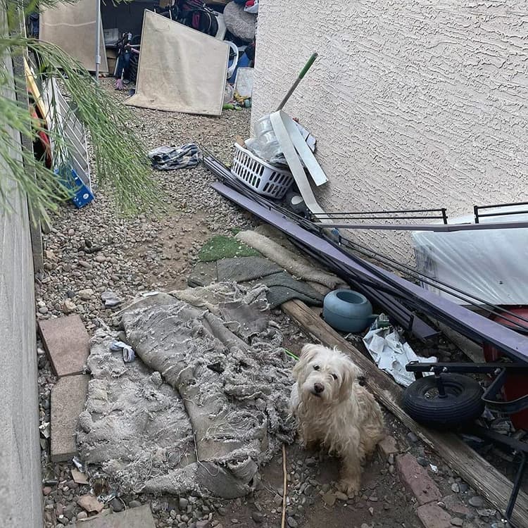 55 Abused Dogs Rescued in Arizona After Months of Social Media Activism