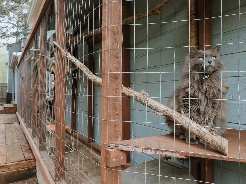 gray cat inside of a catio
