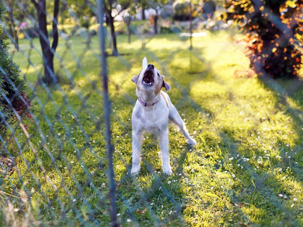 What to Do if Your Neighbor’s Dog Barks All Day