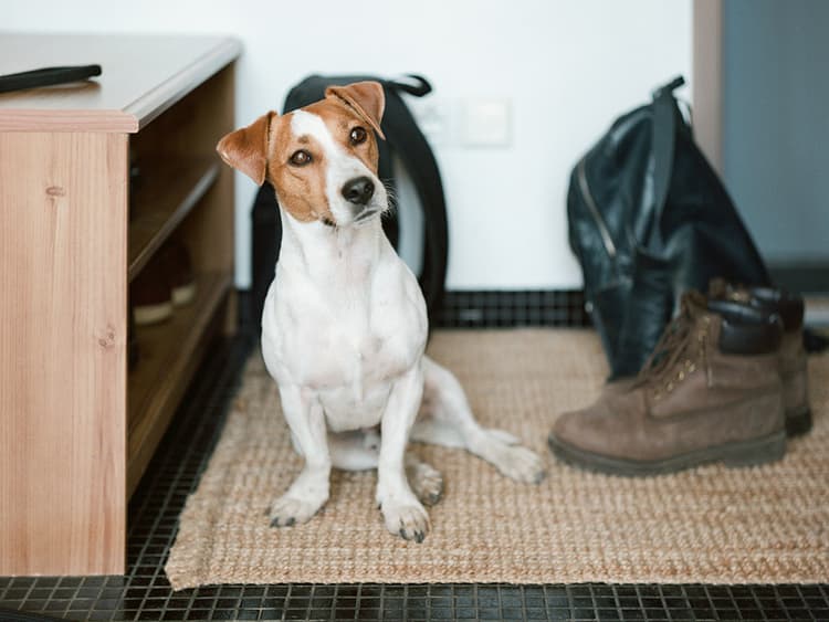 Scooting After Pooping: Weird Things Dogs Do, Explained