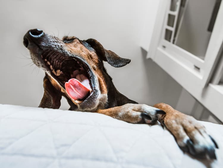 Is Kennel Cough Contagious?