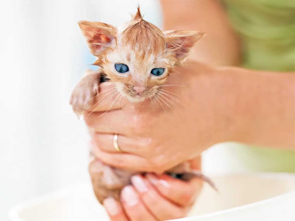 kitten with fleas being bathed
