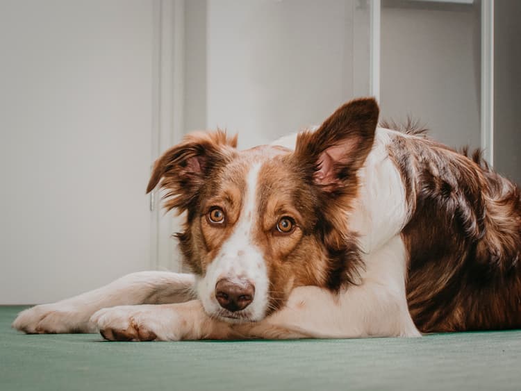 What to Do If Your Dog Eats Gorilla Glue
