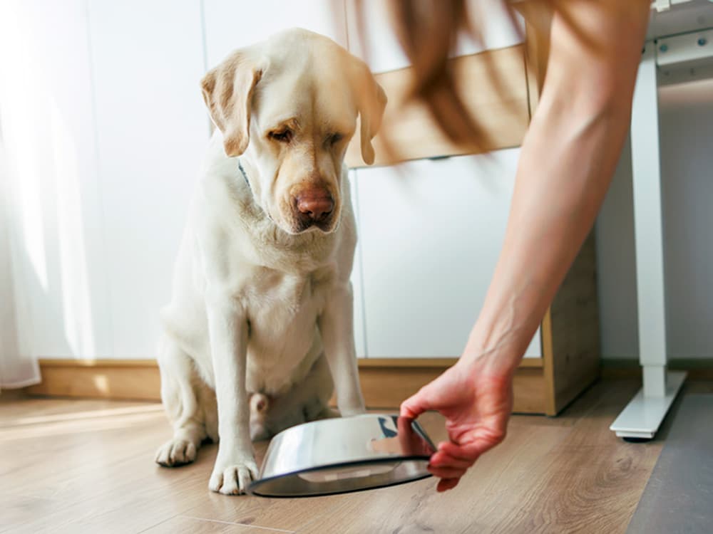 *Salmonella* and *Listeria* Has Been Found In This Dog and Cat Food, FDA Warns