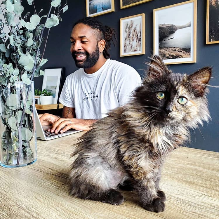 For Abdul Hawramani, Playing with Kittens Is All in a Day’s Work