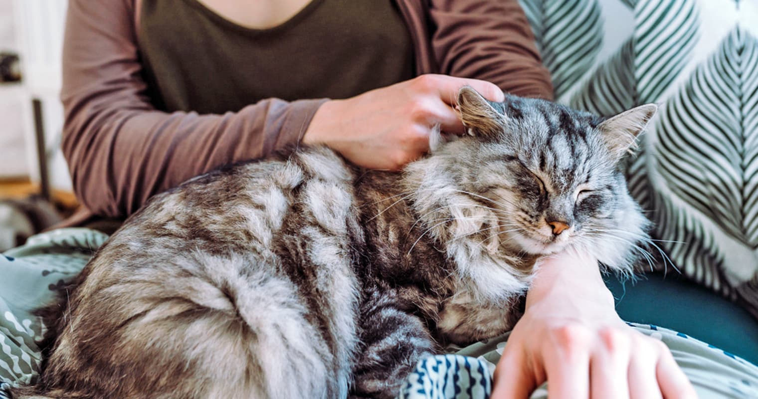 How to Help a Cat With Asthma