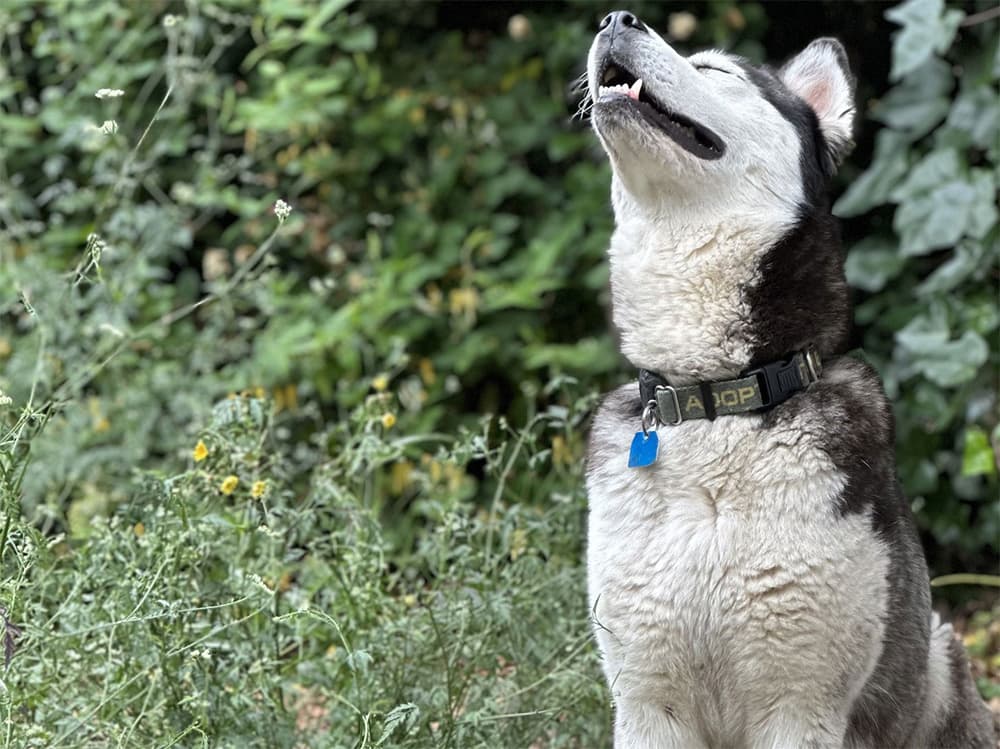 husky mix breed