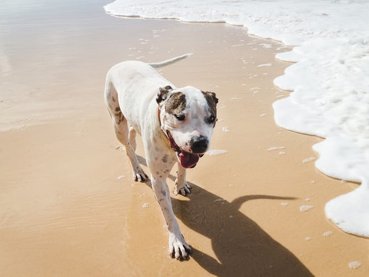8 Dog-Friendly Travel Destinations in the Southeast