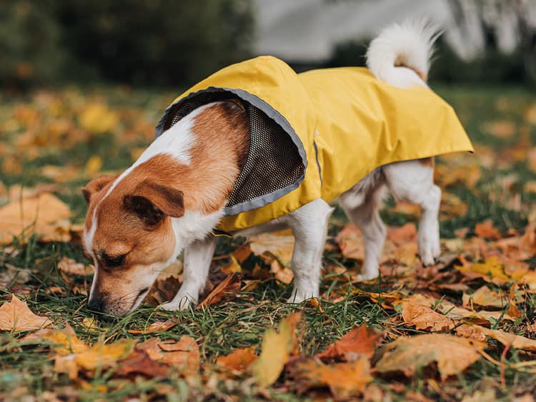 Dogs’ Sense of Smell: What Can Dogs Smell?