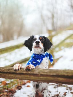 Cold Weather Is the Nemesis of Dog Paws. Here’s How to Help