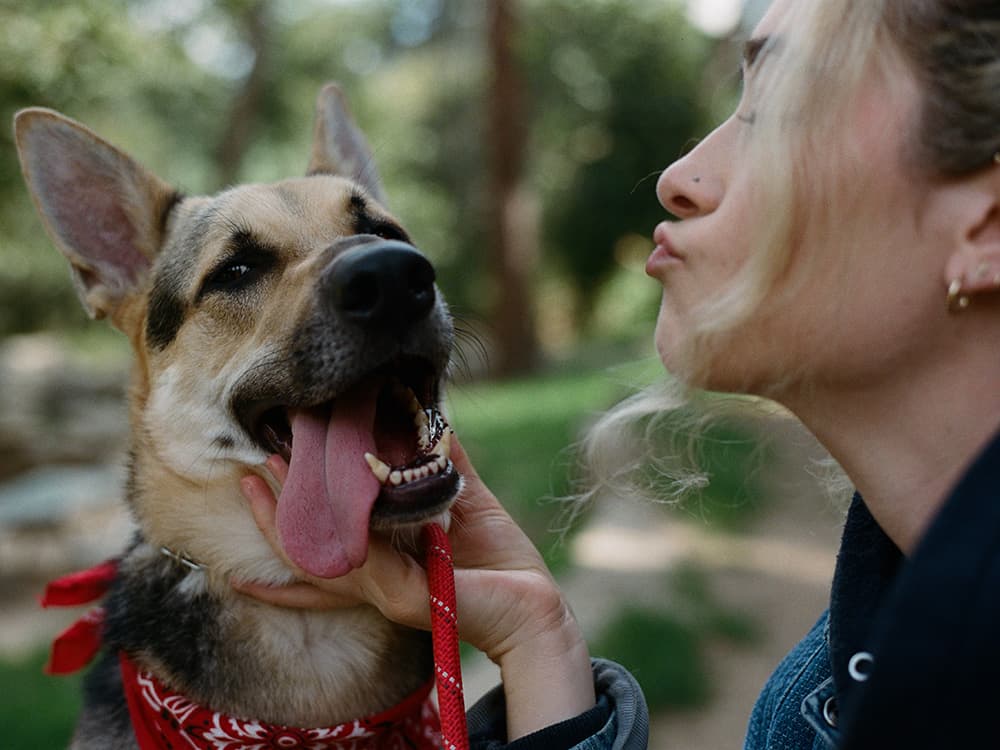 How Blondshell Trained Her German Shepherd to be a Lap Dog