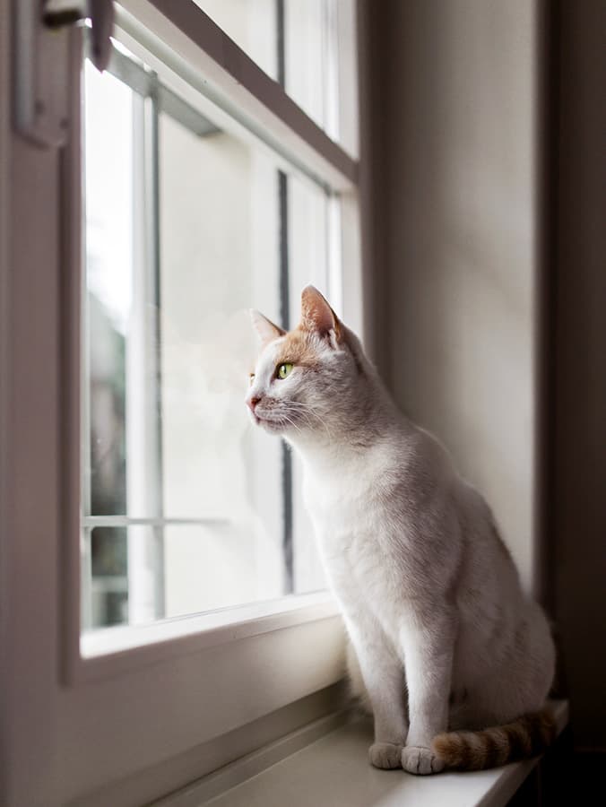 Your Cat Wants to Go Outside More Than Anything — Should You Let Them?