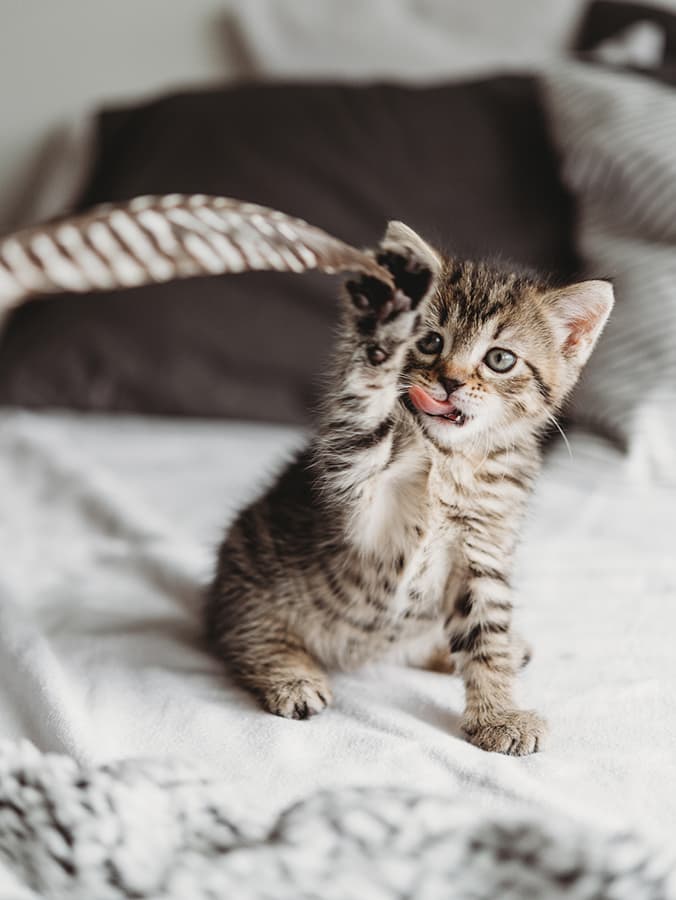 How to Know if Your Cat is a Righty or a Lefty