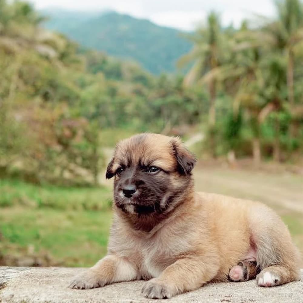 puerto rico adoptable puppy