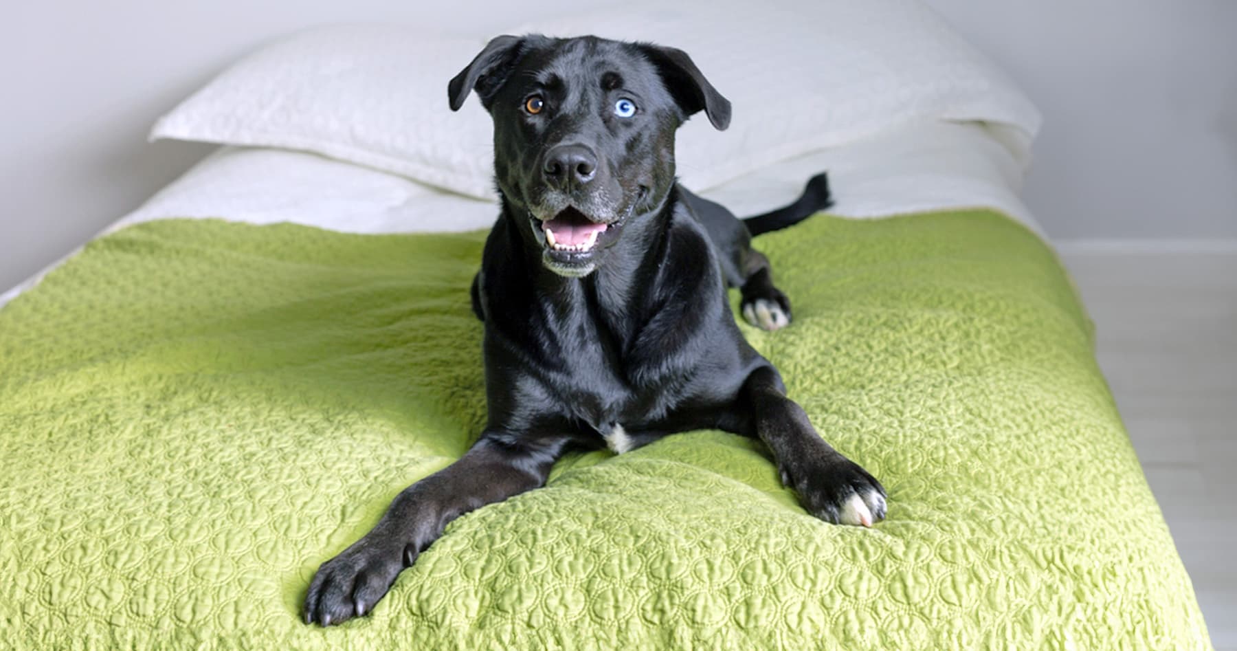 Labsky: What to Know Before Adopting