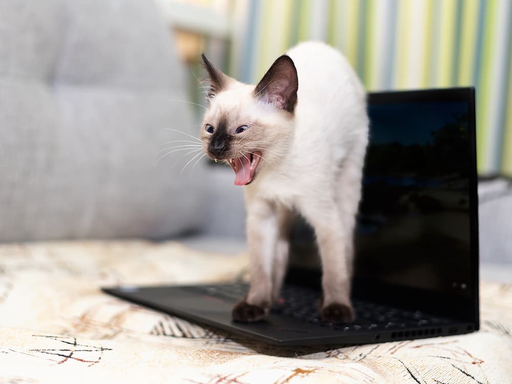 You Don’t Have to Live Like This—You Can Get a Trainer For Your Cat