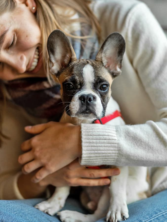 French Bulldogs Are Flooding Shelters—What to Know Before Adopting One