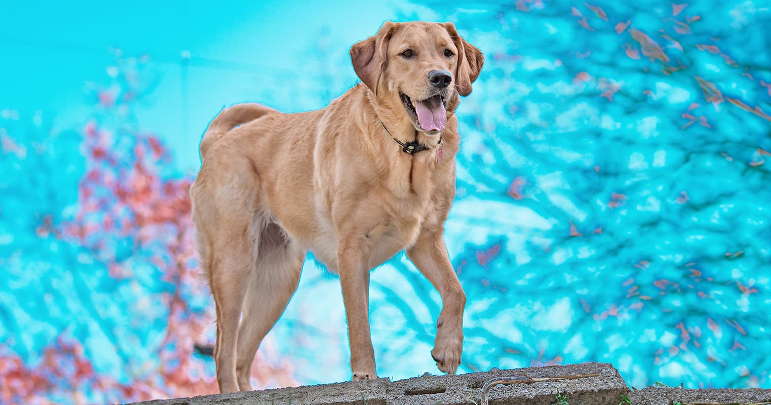 Goldador Guide: Is This Golden Retriever / Labrador Mix Right for You?
