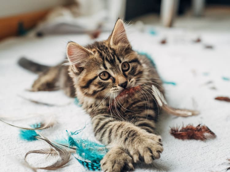 Not All Cat Toys Are Created Equal