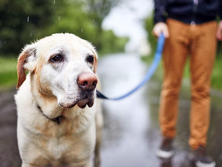 The Real Reason Your Dog Hates the Rain (It’s More Than Just Getting Wet)