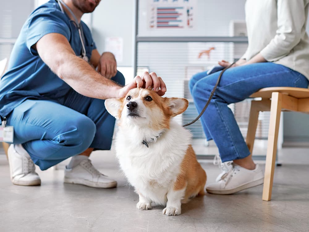 What’s the Average Vet Bill for a Dog? Cost Breakdown and Tips