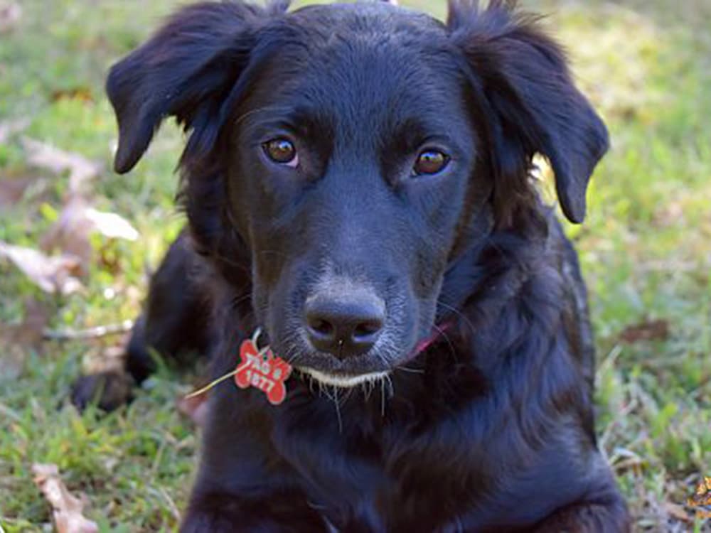 border collie / flat-coated retriever mix